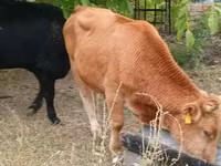 Bull, Cattle — photo 1