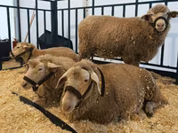 Ոչխար, Kuibyshev sheep — լուսանկար 3