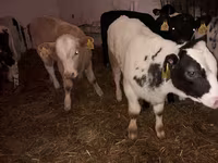Bulle, Simmental cattle — Foto 2