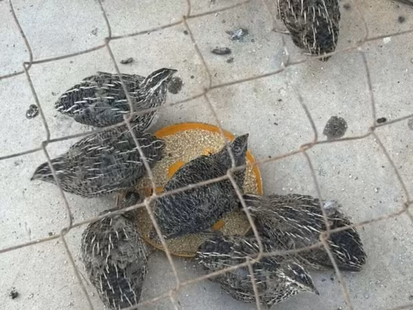 King Quail