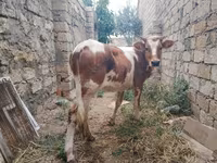 Kuh, Simmental cattle — Foto 1