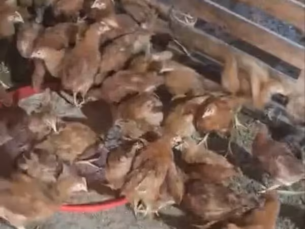 Chickens