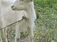 Էգ այծ, Orenburg goat — լուսանկար 2