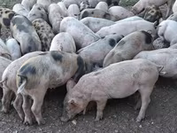 Eber, Schweine — Foto 2