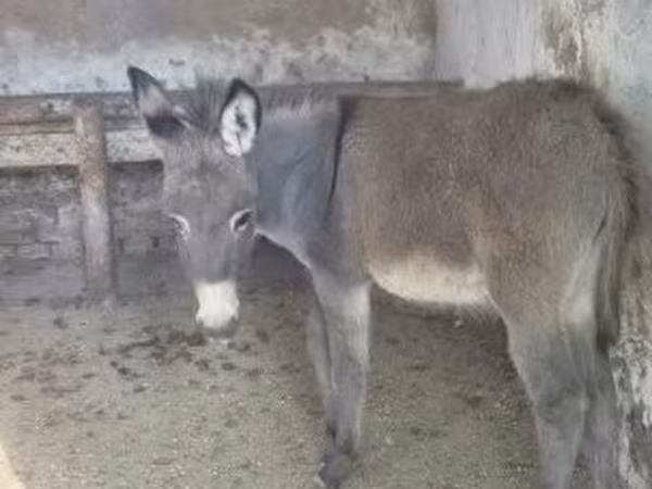 Cavalo, Cavalos