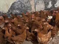 Chickens — foto 1