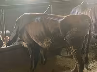 Vaca, Ganado vacuno — foto 4