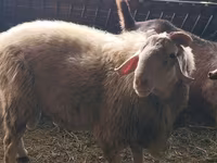 Қошқар, Assaf sheep — 3-сурет