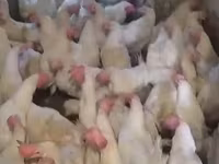 Chickens — photo 3