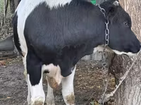 ثور, Russian Black pied cattle — الصورة 3