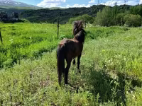 Ձի, American shetland pony — լուսանկար 8