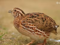 Quails — Foto 2