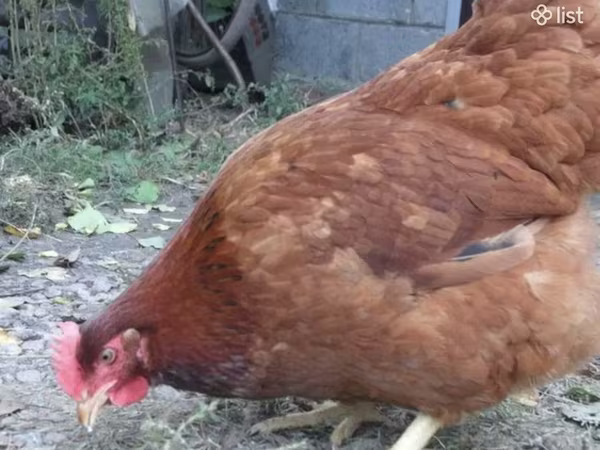 Chickens — Հայաստան