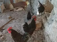 Chickens — photo 2