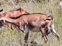 Cabra, Nubian Goat — foto 1