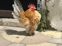Chickens — լուսանկար 2