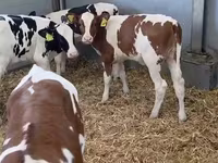 بقرة, Russian Black pied cattle — الصورة 3