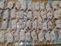 Quails — foto 5