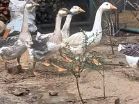 Geese — الصورة 2