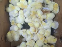 Adler Silver — foto 2