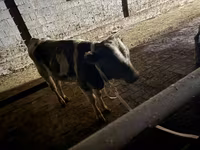 Bulle, Latvian Blue cattle — Foto 5