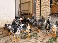 वायंडॉट — फ़ोटो 1