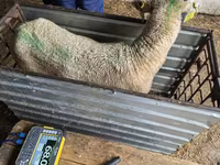 母羊, Kuibyshev sheep — 照片 3