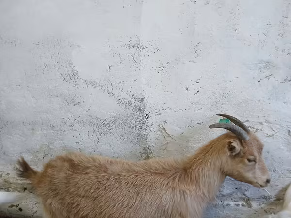 Ziege, Saanen goat