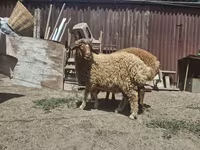 Oveja, Ovejas — foto 3