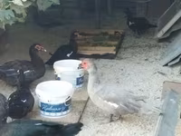 pato criollo doméstico — foto 7