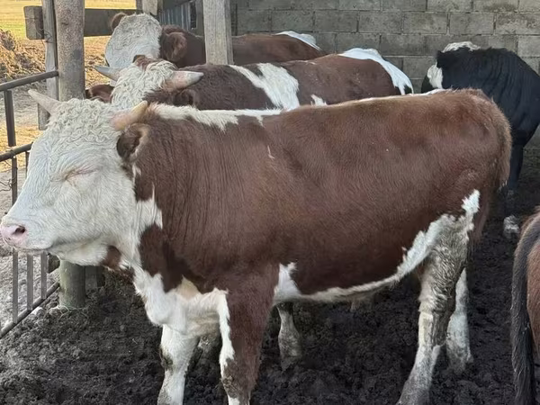 Ցուլ, Simmental cattle