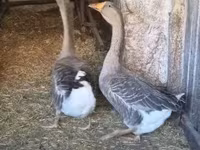 Geese — Foto 3
