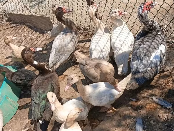 مسكوفي منزلي