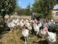 Turkeys — photo 1