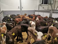 Կով, Simmental cattle — լուսանկար 7