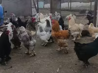 براهما — الصورة 1