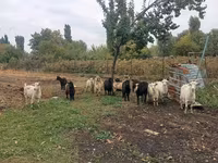 عنزة, Alpine goat — الصورة 1