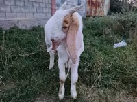 Արու այծ, Gulabi goats — լուսանկար 2