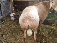 كبش, Rambouillet sheep — الصورة 5