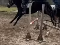 公马, Hungarian horse breed — 照片 2