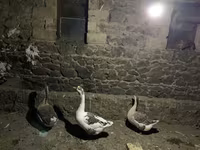 Geese — 1-сурет