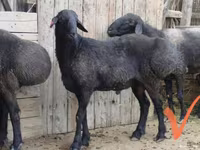 Խոյ, Ոչխարներ — լուսանկար 1
