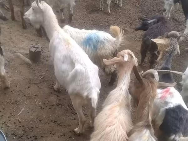 山羊（批次，未指定性别）, Goats