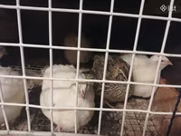 Chickens — Foto 4