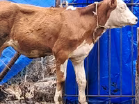 Kuh, Simmental cattle — Foto 8