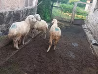 Ram, Sheep — photo 3