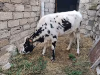 بقرة, Russian Black pied cattle — الصورة 6