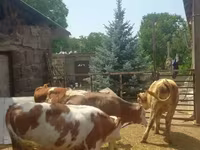 सांड, Simmental cattle — फ़ोटो 7