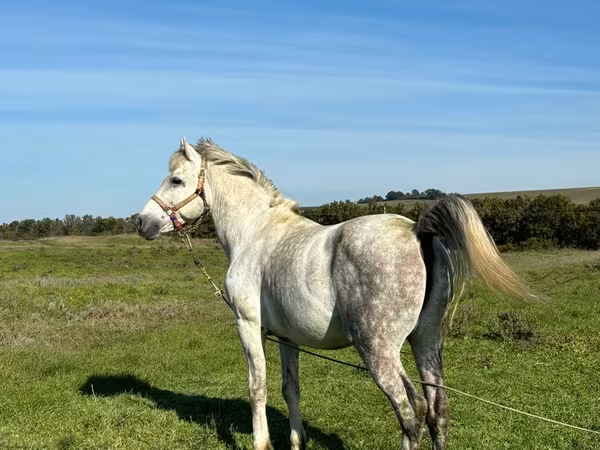 Horse (M), Horses