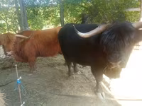 Ցուլ, Highland — լուսանկար 7
